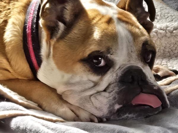 /Images/uploads/Long Island Bulldog Rescue/LIBR-2025-Calendar/entries/32223thumb.jpg